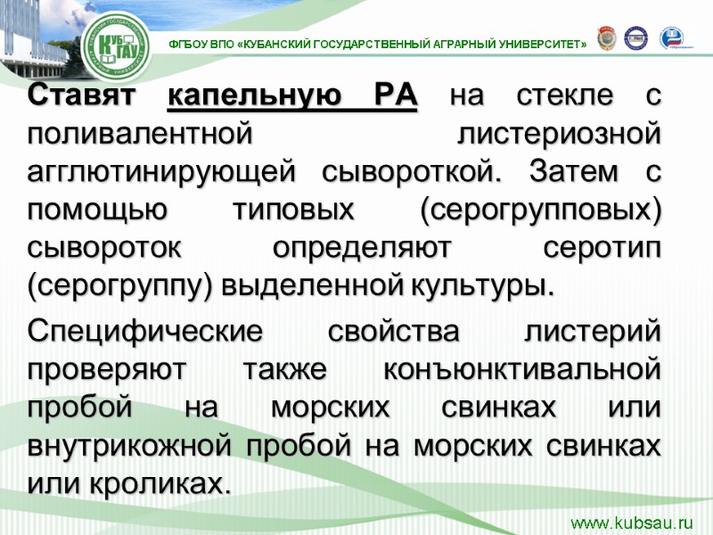 Ставят капельную РА на стекле с поливалентной листериозной агглютинирующей сывороткой. Затем с помощью типовых